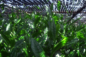 matcha-plant