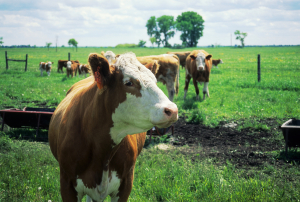 Hereford Cattle by Wisconsin Department of Natural Resources 
