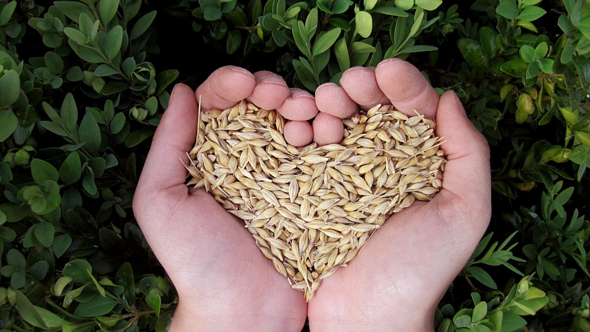 Grains Heart Healthy