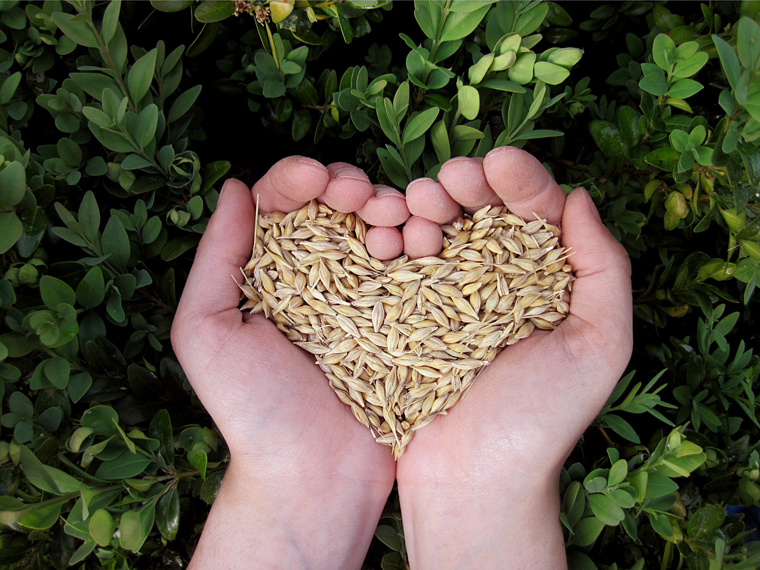 Grains Heart Healthy