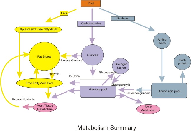 Nutrition Metabolic Summary
